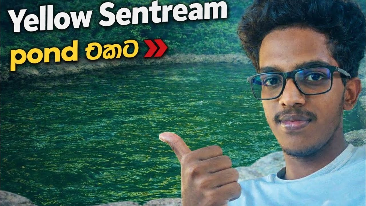 Yellow Sentream පොකුණට දැමීම | Yellow Sentream Fish Pond Setup Sri Lanka@aquamonster-x #aquamonster 