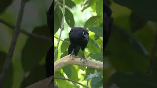 Great-tailed Grackle Calling #shorts