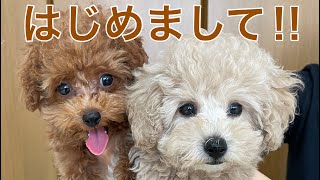 【お迎え当日】２匹の可愛い赤ちゃんトイプードルがやってきた！