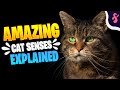 🧠Top 10 Amazing Cat Senses Explained | Furry Feline Facts