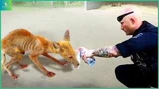 Animals That Asked People for Help \& Kindness Caught On Camera !#109