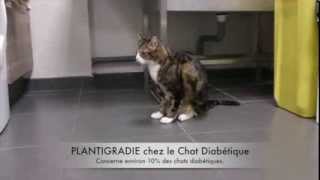 Les Chiens Et Chats Aussi Peuvent Etre Diabetiques Sciences Et Avenir