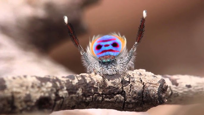 See Seven New Dazzling, Dancing Peacock Spiders, Smart News