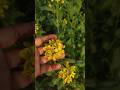 morning views from kitchen gardens #viral #shorts #motivation #garden