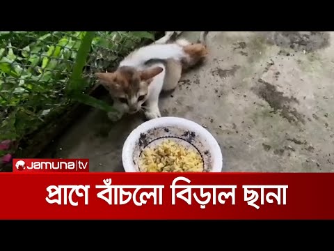 ভিডিও: বিড়ালগুলিতে স্ট্যাফ সংক্রমণ