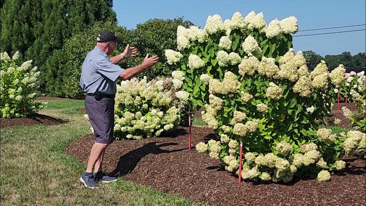 As Promised.... An Update on "How To Prune Tree Form Panicle Hydrangeas