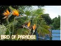 How to propagate bird of paradise plants   how to get bird of paradise plants to flower 