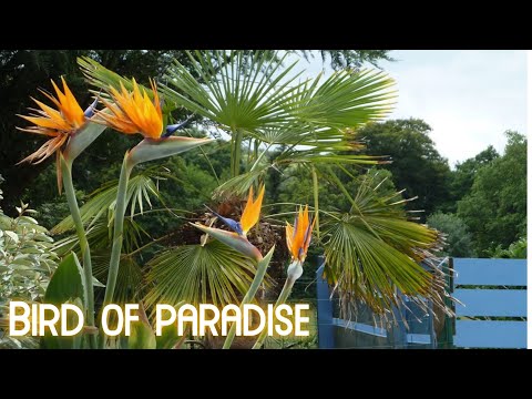 How to Propagate Bird of Paradise Plants  ( How to get Bird of Paradise Plants to Flower )