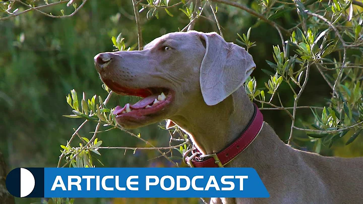 Dogs Breeding Dogs? (Article Podcast) - DayDayNews