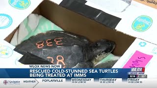 Rescued cold-stunned sea turtles being treated at IMMS