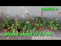 How to revive dying plant