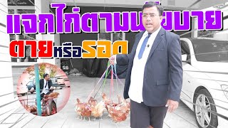 แจกไก่ให้พี่น้องประชาชน...