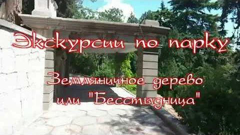 Экскурсии по парку санатория Кирова. Земляничное дерево или 