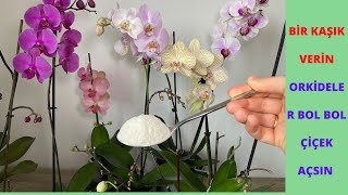 Bir Kasik Verin Orkideler Bol Çiçek Açip Saglikl Kökler Versin/Orkide coşturan