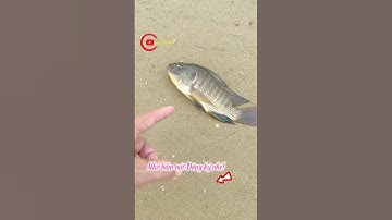 Câu cá bống đục gặp con cá tội nghiệp.bắt thả về đại dương.