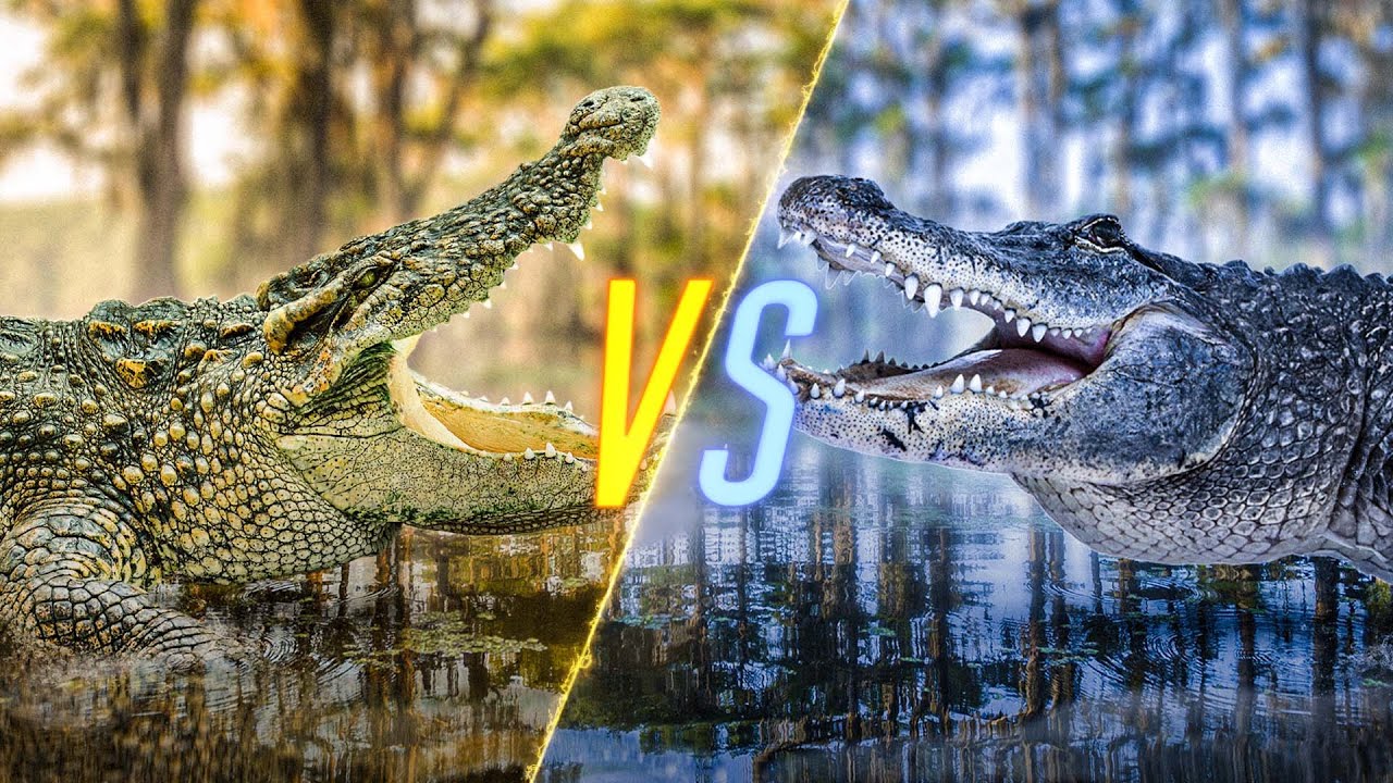 Alligator vs. Crocodile, Who Would Win?