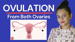 Ovulation From Both Ovaries दन Ovary स Egg Release त कय Pregnancy हत ह