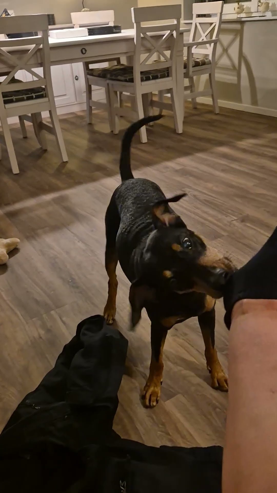 Dog Helps Owner to Get Undressed || ViralHog