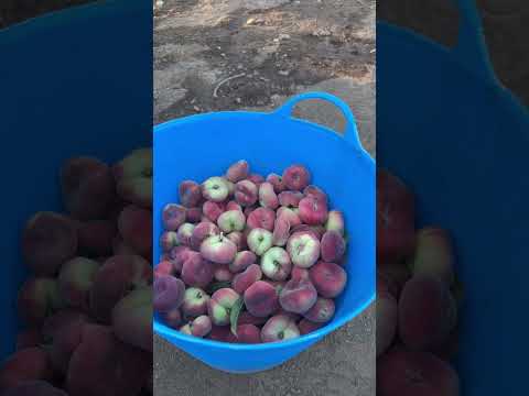 Video: Suncrest Pfirsichbaum Info: Erfahren Sie, wie man Suncrest Pfirsiche anbaut