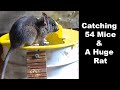 We Caught A Huge Rat & 54 Mice- New Never Seen Before Footage. Flip & Slide Part 2. Mousetrap Monday