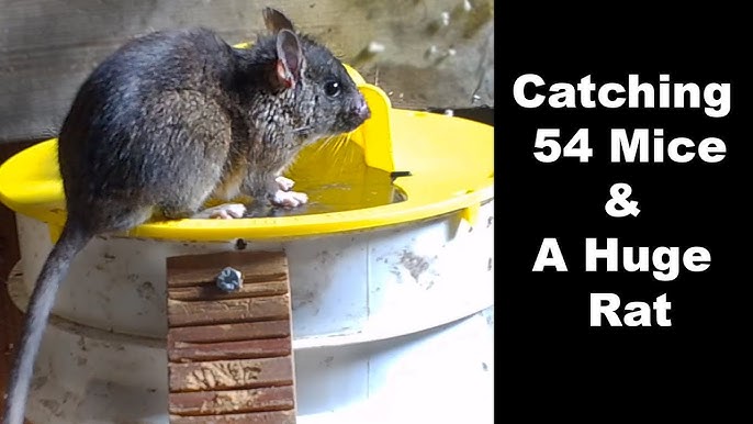 Switzerland's No-See No Touch Mouse Trap. Mouse Ghost Captured On Video?  Mousetrap Monday 