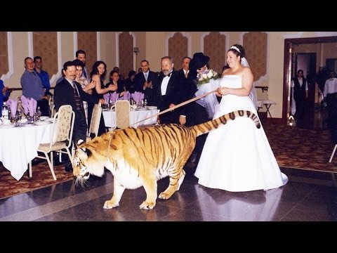वीडियो: विदेशी पालतू सांख्यिकी: शेर, बाघ, और संयुक्त राज्य अमेरिका में बिग कैट अटैक एंड फैटलिटीज (1990-2014)