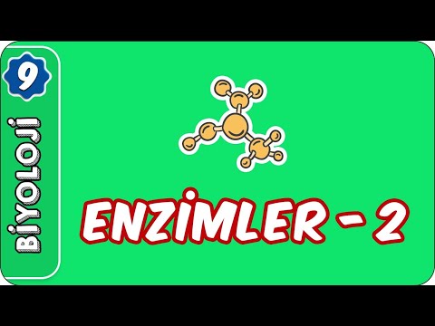 Enzimler-2 | 9.Sınıf Biyoloji