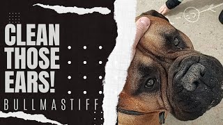 Ear Cleaning - BULLMASTIFF by Bullmastiff ND 361 views 1 month ago 3 minutes, 47 seconds