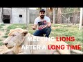 MEETING LIONS AFTER A LONG TIME | AZLAN SHAH | VLOG