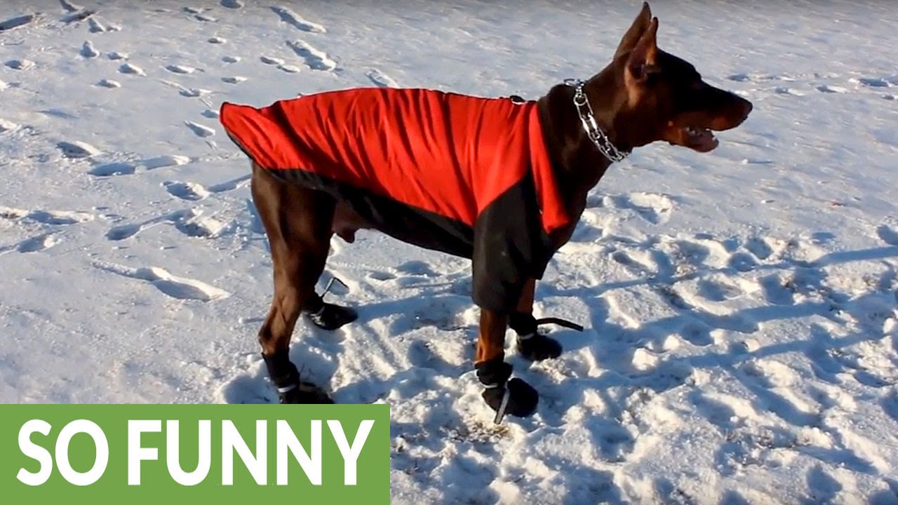 best doberman winter coat