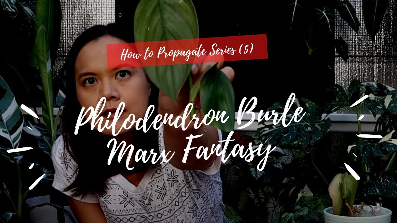 How to Propagate Series (5) | Philodendron Burle Marx Fantasy - YouTube