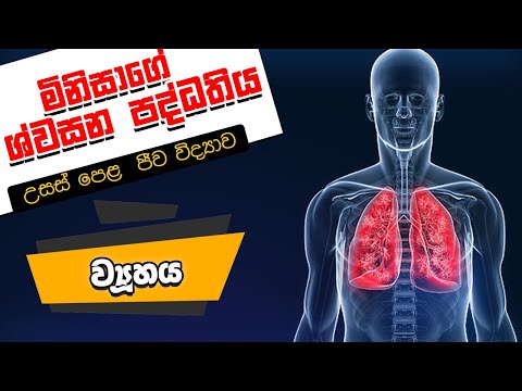 Respiratory System sinhala biology | ශ්වසන පද්ධතිය- ව්‍යූහය | biology sinhala lessons