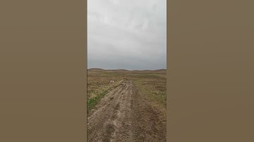 Pretty point! #pheasanthunting #hunting #birddog #birdhunting #pointer