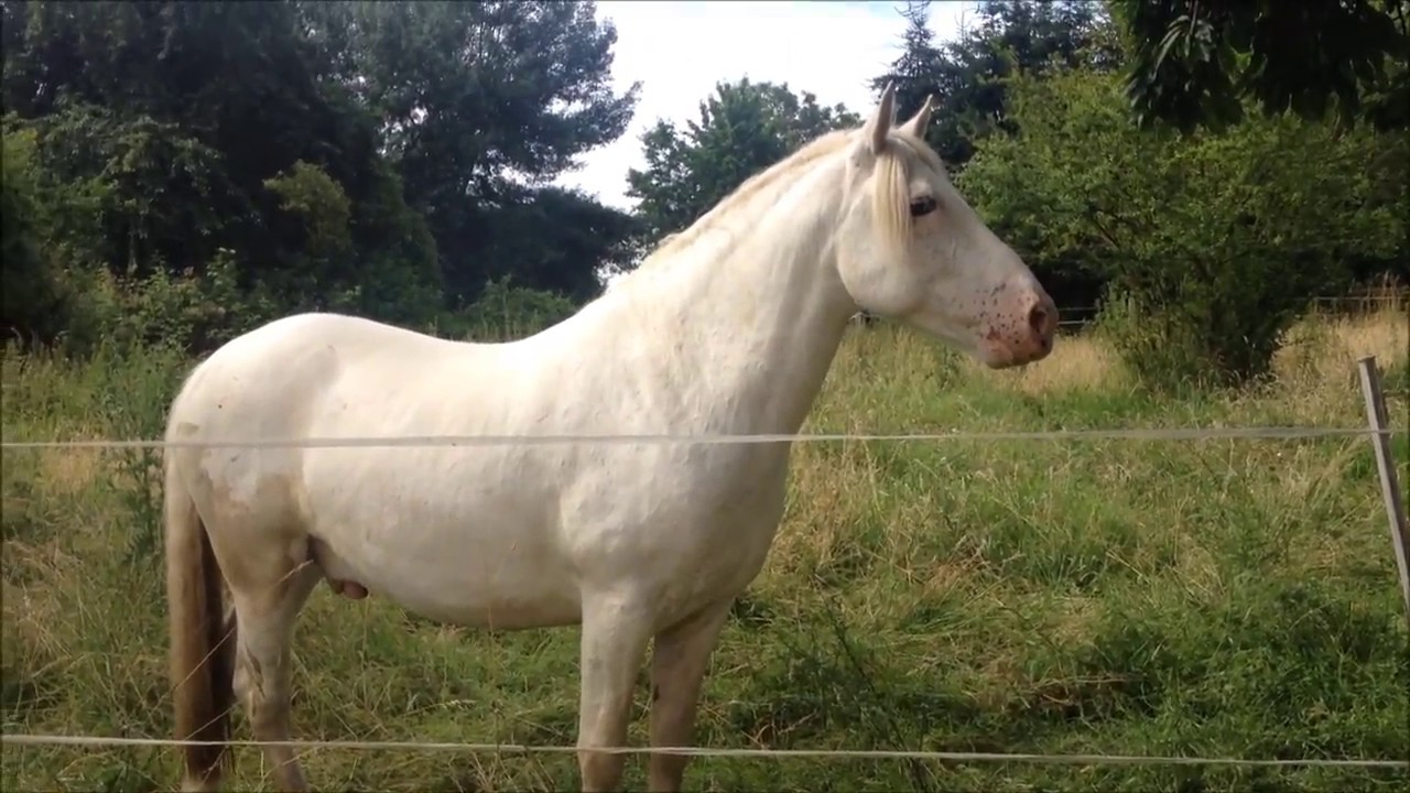 Pferd wiehert ~*~Shadow~*~