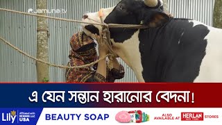 এক 'সন্তান'কে বিক্রি করে চলবে আরেক সন্তানের লেখাপড়া! | Jheneidah Cow Lokkhi | Jamuna TV