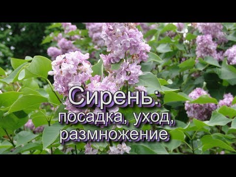 Сирень: посадка, уход, размножение