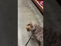 Shopping day schnoodle dog