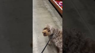 Shopping day #schnoodle #dog