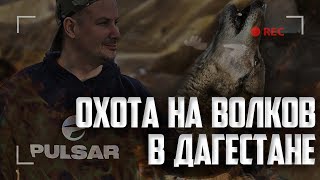 Охота на волка в Дагестане. Выстрел по волку с отвесной скалы.  Волк на дне ущелья.