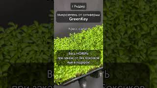 Ситиферма GreenKey | Микрозелень | Бейбилист | Проростки