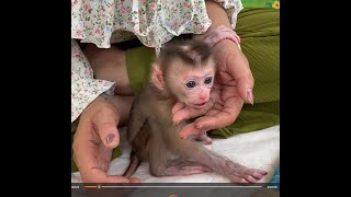Baby Monkey Luna Wakes Up Hungry For Milk