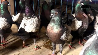 নতুন আমদানি করা কবুতর - New Imported Pigeon in Bangladesh