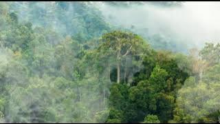 Suara Hutan Tropis untuk Relaksasi Dan Penenang Otak