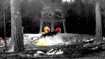 InfiRay - Zoom Series - ZH38 - Thermal Imaging Monocular - Wild Boar close