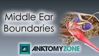 Boundaries Of The Middle Ear Anatomy Tutorial