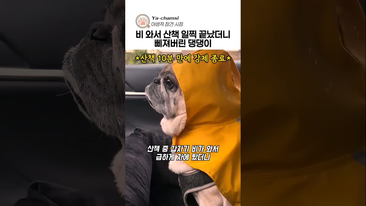 비 와서산책 일찍 끝났더니 삐져버린 댕댕이