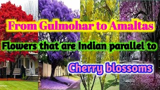 From Gulmohar to Amaltas, Flowers that are Indian Parallel to Cherry blossoms