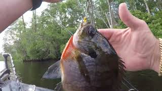 Big Bluegill With The Beetle Spin May 2024.