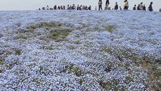 国営ひたち海浜公園ネモフィラの丘 ネモフィラの丘 検索動画29 国営ひたち海浜公園ネモフィラの丘 ネモフィラの丘 検索動画 29