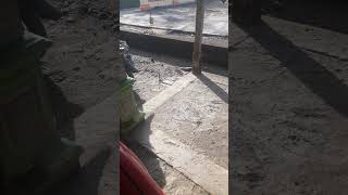 Perkutut Liar Mencari Makanuntuk Meloloh Bayinya